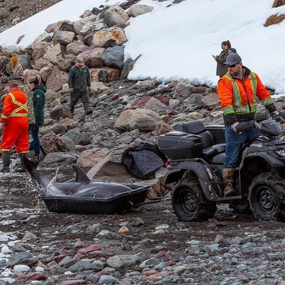 With sleds and ATVs, Newfoundland town bands together to free dolphins trapped by ice